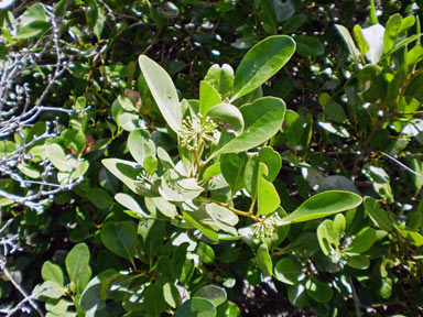 APII jpeg image of Aegiceras corniculatum  © contact APII