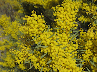 APII jpeg image of Acacia decora  © contact APII