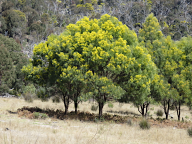 APII jpeg image of Acacia neriifolia  © contact APII