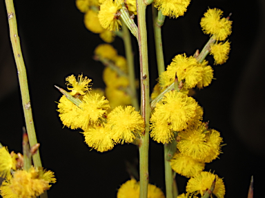 APII jpeg image of Acacia spinescens  © contact APII