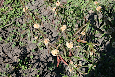 APII jpeg image of Alternanthera nodiflora  © contact APII