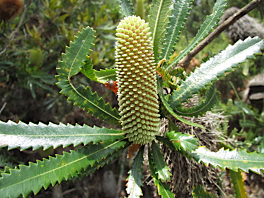 APII jpeg image of Banksia aemula  © contact APII