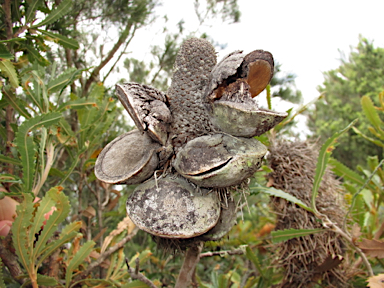 APII jpeg image of Banksia aemula  © contact APII