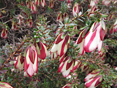 APII jpeg image of Darwinia macrostegia  © contact APII