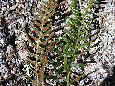 APII jpeg image of Blechnum rupestre  © contact APII