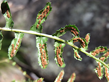 APII jpeg image of Blechnum rupestre  © contact APII