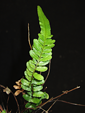 APII jpeg image of Blechnum rupestre  © contact APII