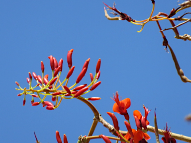 APII jpeg image of Erythrina vespertilio  © contact APII