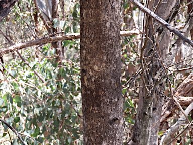 APII jpeg image of Eucalyptus blakelyi  © contact APII