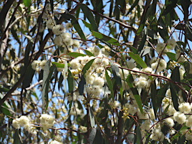 APII jpeg image of Eucalyptus blakelyi  © contact APII