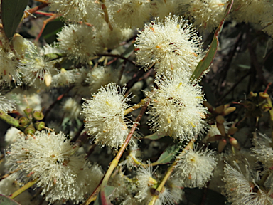 APII jpeg image of Eucalyptus blakelyi  © contact APII