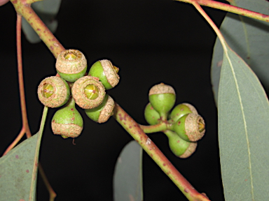 APII jpeg image of Eucalyptus prava  © contact APII