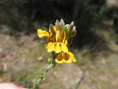 APII jpeg image of Goodenia bellidifolia subsp. argentea  © contact APII