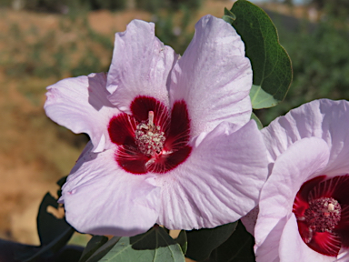 APII jpeg image of Gossypium sturtianum  © contact APII