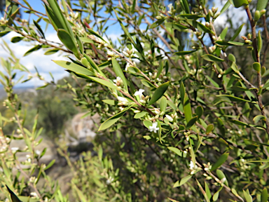 APII jpeg image of Leucopogon muticus  © contact APII