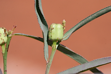 APII jpeg image of Microstachys chamaelea  © contact APII