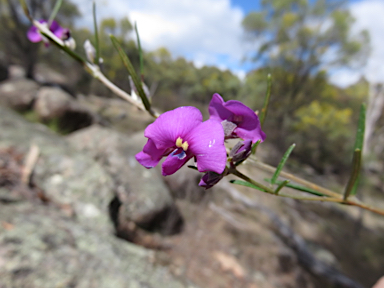 APII jpeg image of Mirbelia speciosa  © contact APII