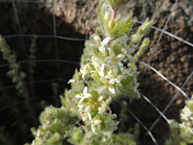 APII jpeg image of Pimelea venosa  © contact APII