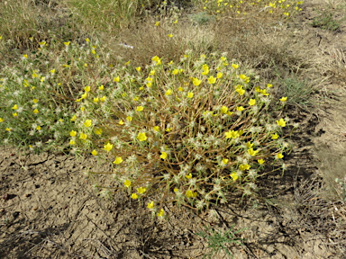 APII jpeg image of Portulaca sp. Rockhampton Downs (S.T.Blake17854)  © contact APII