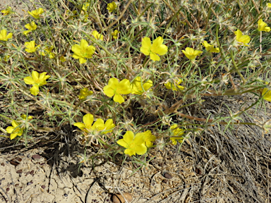 APII jpeg image of Portulaca sp. Rockhampton Downs (S.T.Blake17854)  © contact APII