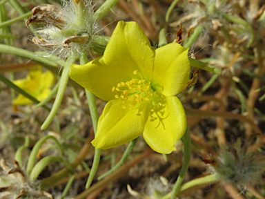 APII jpeg image of Portulaca sp. Rockhampton Downs (S.T.Blake17854)  © contact APII