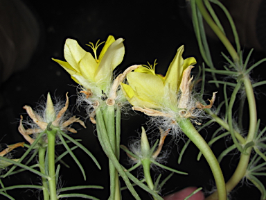 APII jpeg image of Portulaca sp. Rockhampton Downs (S.T.Blake17854)  © contact APII