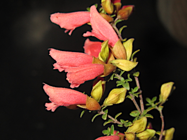 APII jpeg image of Prostanthera calycina  © contact APII