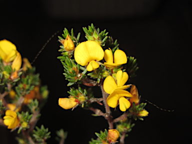 APII jpeg image of Pultenaea tenuifolia  © contact APII