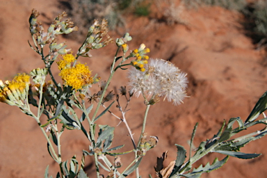 APII jpeg image of Senecio lanibracteus  © contact APII