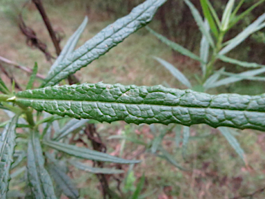 APII jpeg image of Senecio linearifolius  © contact APII