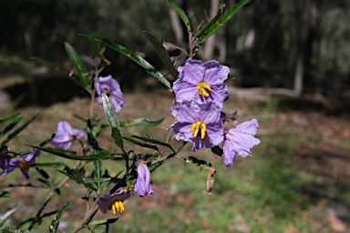 APII jpeg image of Solanum amblymerum  © contact APII