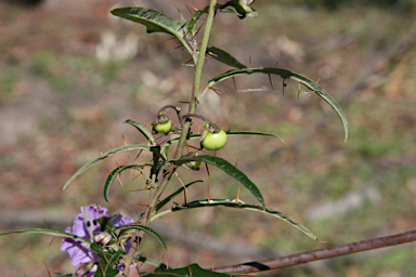 APII jpeg image of Solanum amblymerum  © contact APII