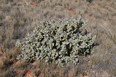 APII jpeg image of Solanum lasiophyllum  © contact APII