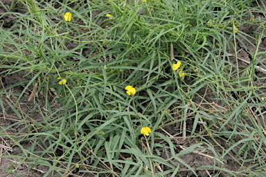 APII jpeg image of Vigna sp. Jimbour (A.R.Bean12534)  © contact APII