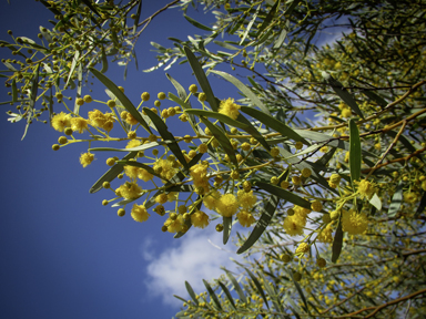 APII jpeg image of Acacia ligulata  © contact APII