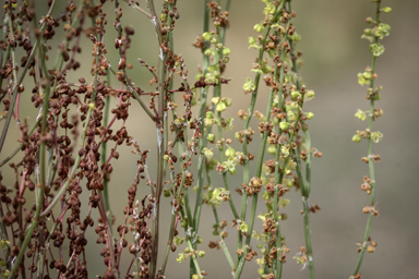 APII jpeg image of Rumex acetosella  © contact APII