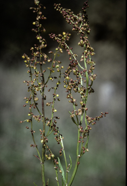 APII jpeg image of Rumex acetosella  © contact APII