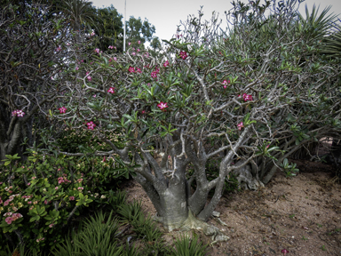 APII jpeg image of Adenium obesum  © contact APII