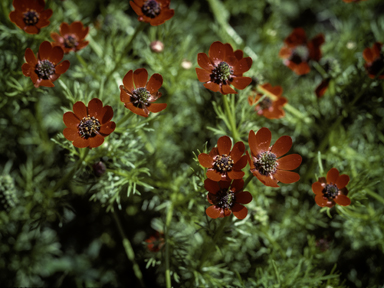 APII jpeg image of Adonis microcarpa  © contact APII