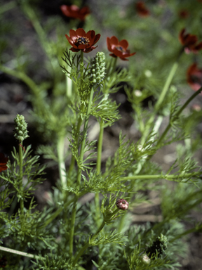 APII jpeg image of Adonis microcarpa  © contact APII