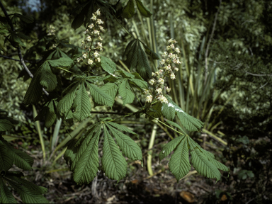 APII jpeg image of Aesculus hippocastanum  © contact APII