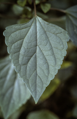 APII jpeg image of Ageratina adenophora  © contact APII