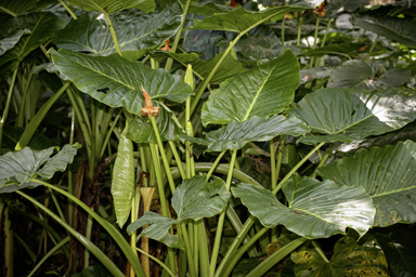 APII jpeg image of Alocasia brisbanensis  © contact APII