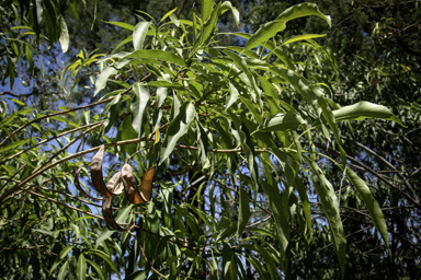 APII jpeg image of Alstonia constricta  © contact APII