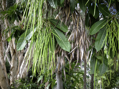 APII jpeg image of Alstonia scholaris  © contact APII