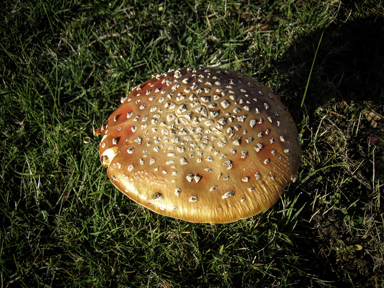 APII jpeg image of Amanita muscaria  © contact APII