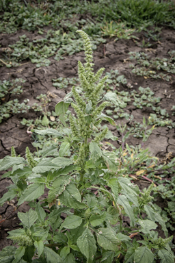 APII jpeg image of Amaranthus hybridus  © contact APII