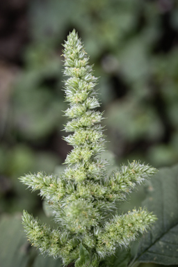 APII jpeg image of Amaranthus hybridus  © contact APII