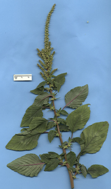 APII jpeg image of Amaranthus spinosus  © contact APII