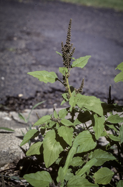 APII jpeg image of Amaranthus viridis  © contact APII